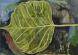 Transparent Leaf